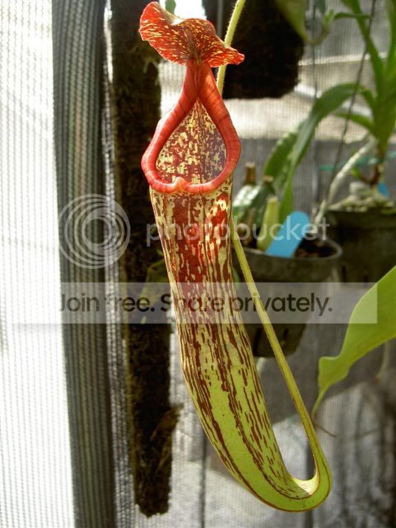 Nepenthesrokkoxstenophylla061001Lar.jpg