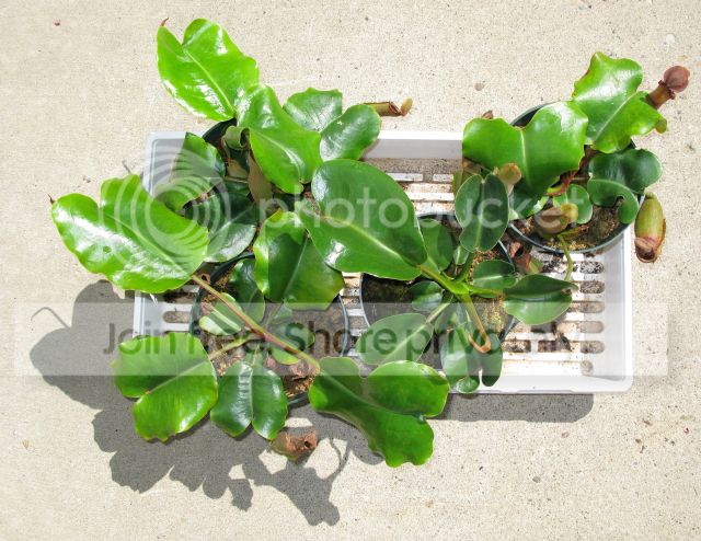 IMG_9574-N-truncata-seedlings-July-30-2012.jpg
