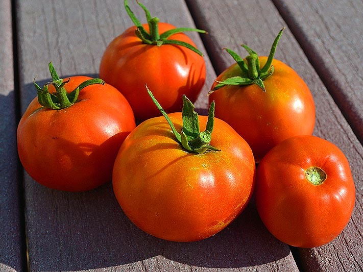 Tomato-Red-Boxcar-Willie-1.jpg