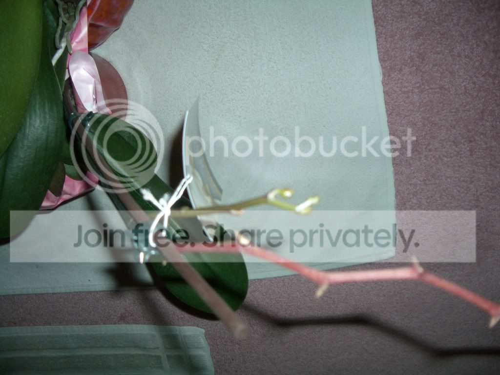 IMGP5885.jpg