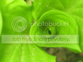 Spring2009028.jpg
