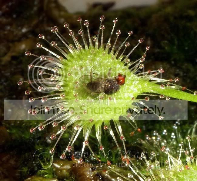 macro-CP-feeding-frenzy-071.jpg