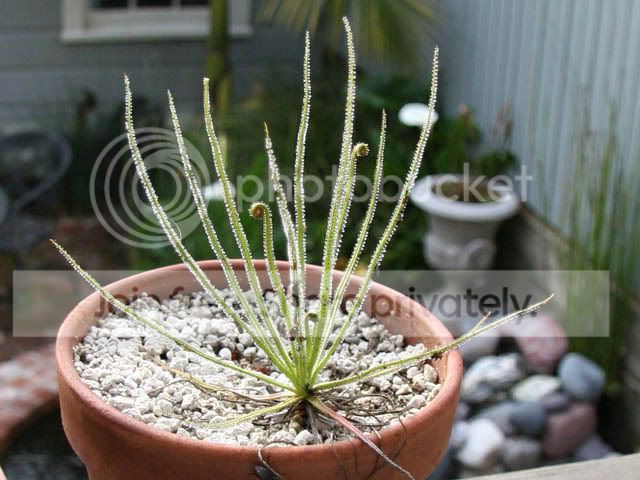 drosophyllum.jpg
