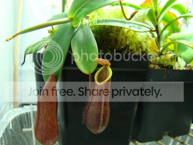 Neps020809004.jpg