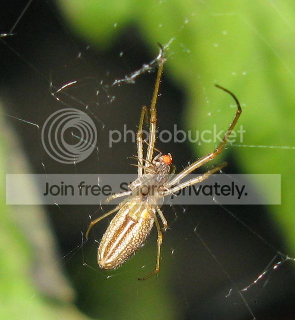 IMG_2711-close-up-spider-ontomato-plant.jpg