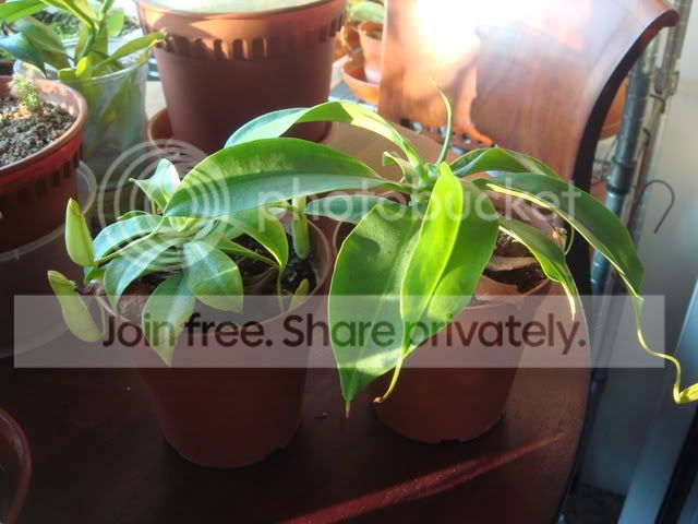 northiana_plants.jpg