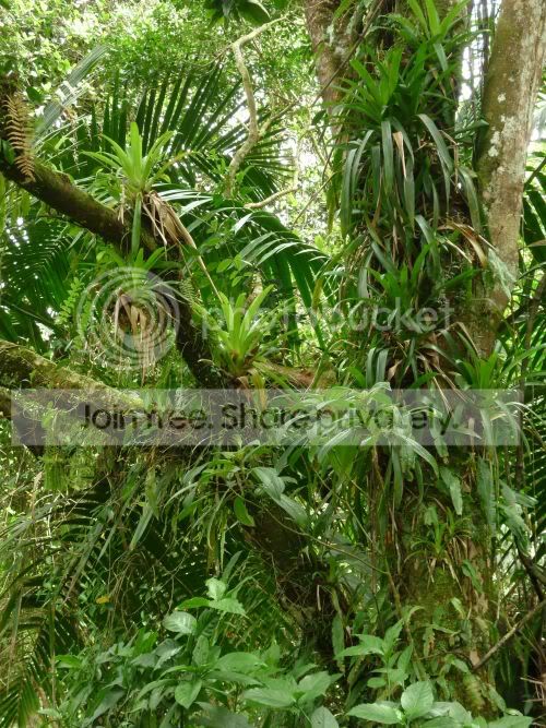 elYunque-epiphytes2RS.jpg