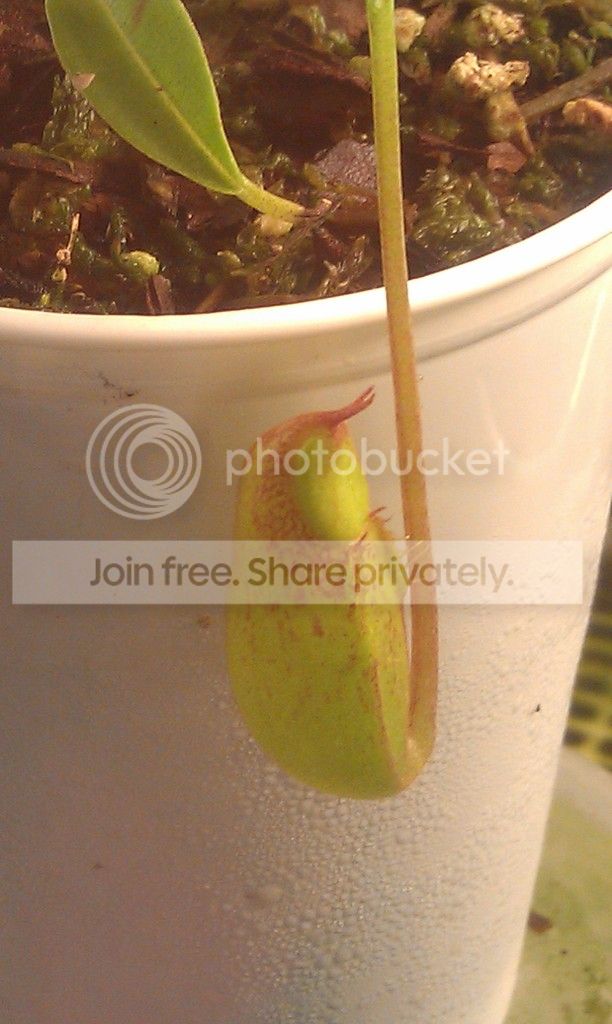 IMAG04471_zpsgkm9ttwu.jpg