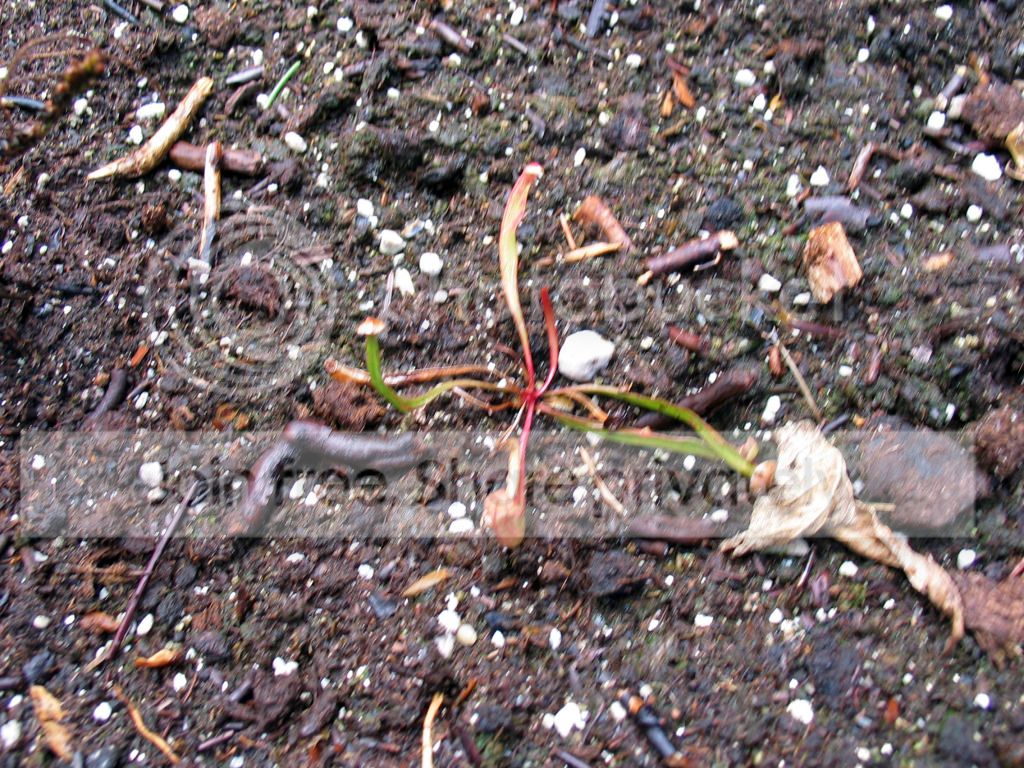 IMG_3051_zps556cbb0f.jpg