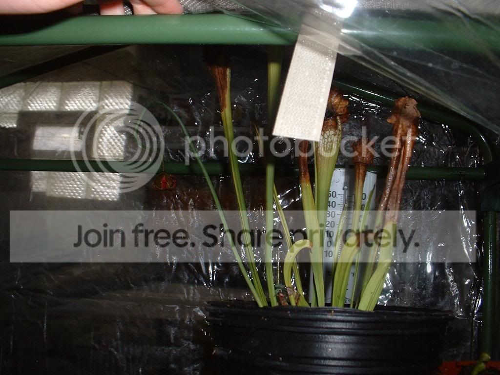 TellMePhotoshootAndMyGreenhouse036.jpg