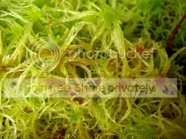 sphagnum_moss_cz4.jpg