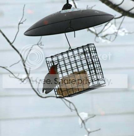 IMG_9215_zps630e4340.jpg