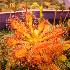 Capillaris_typical_orange_thumb.JPG