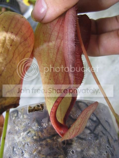 IMG_6864_zps80209cd7.jpg