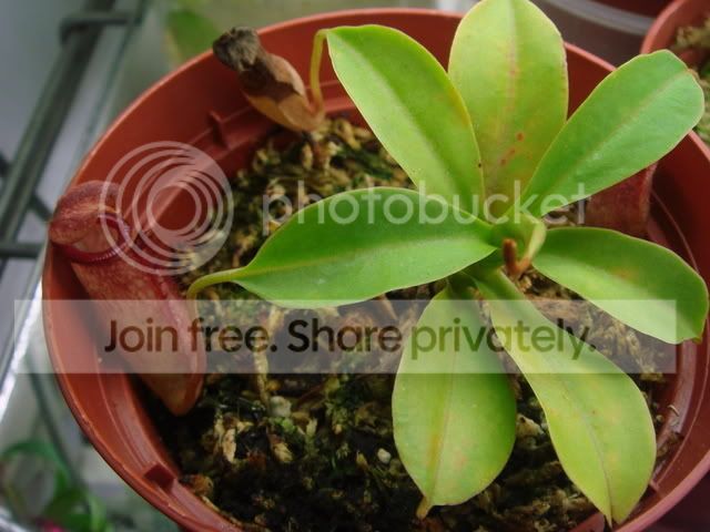 sxh_plant.jpg