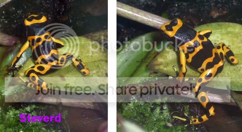 frogs-2.jpg