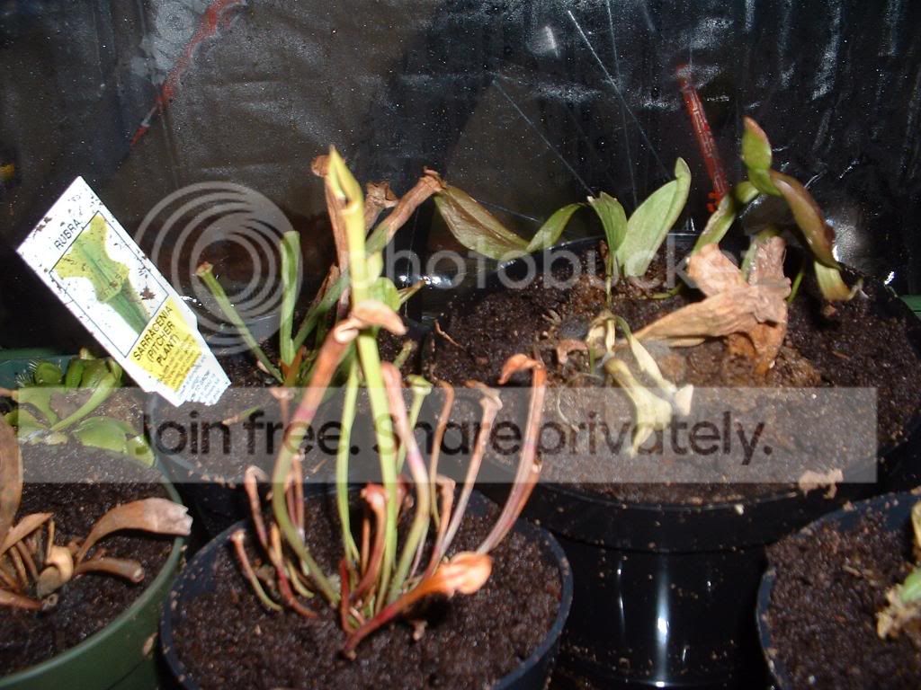 TellMePhotoshootAndMyGreenhouse043.jpg