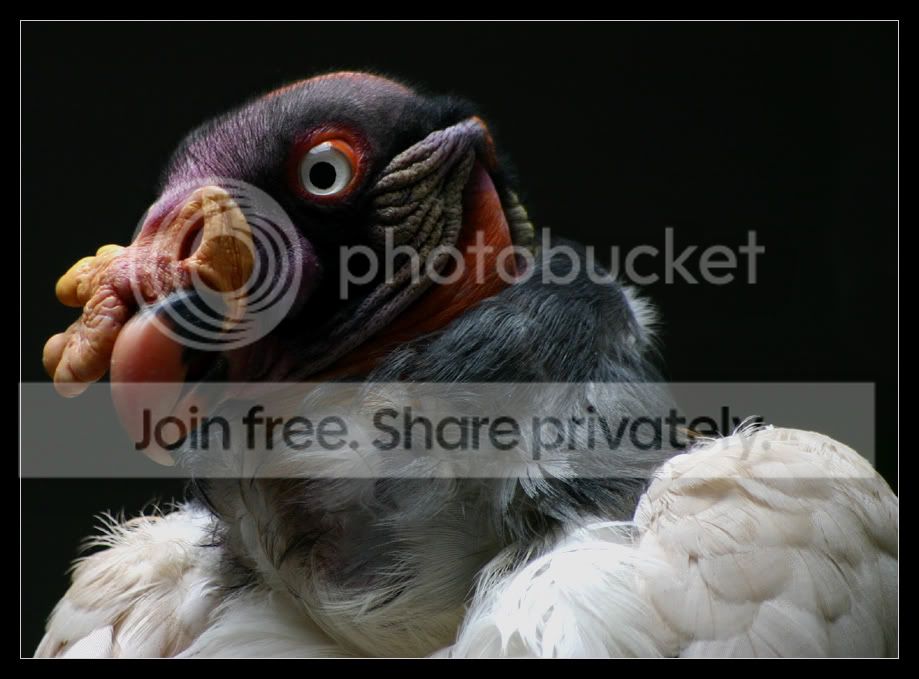 KingVulture.jpg