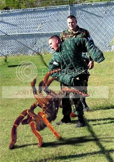 kingkiller.jpg