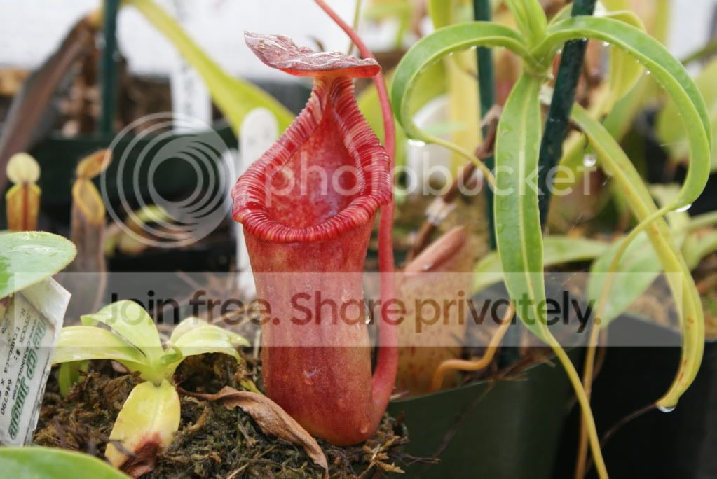pitcherplants015.jpg
