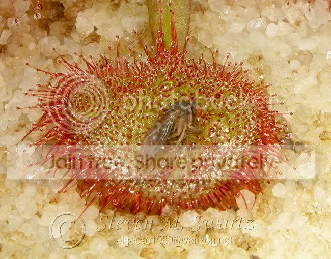 macro-CP-feeding-frenzy-036.jpg