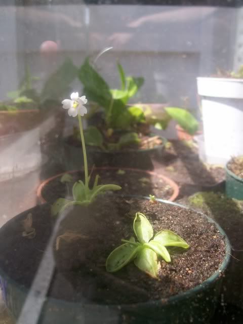 Ionantha2.jpg