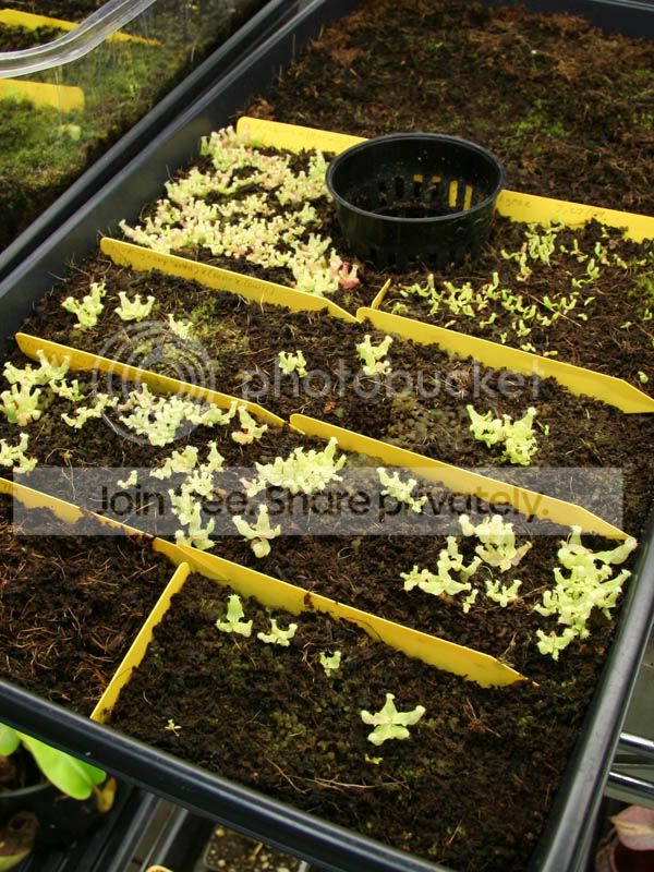 Seedlings6-mo.jpg