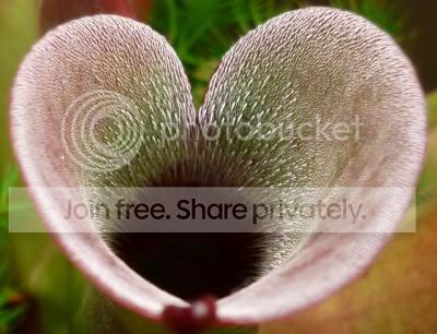HpulchellaAmuri-Heart.jpg