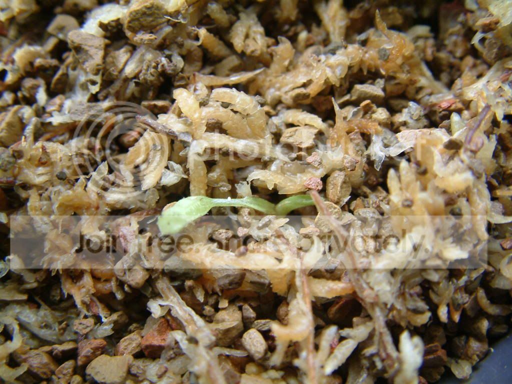 Plants013.jpg