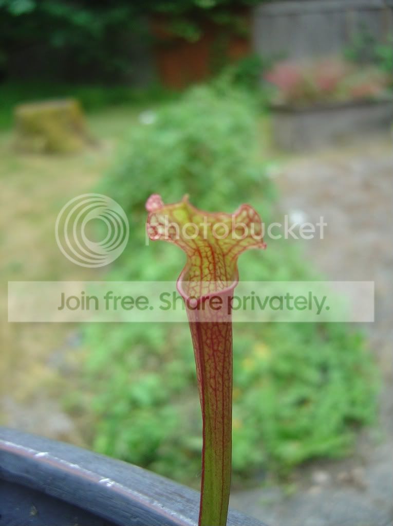 CPs7-1-08003.jpg