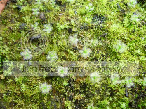 Dpaleacea_3-28-11.jpg