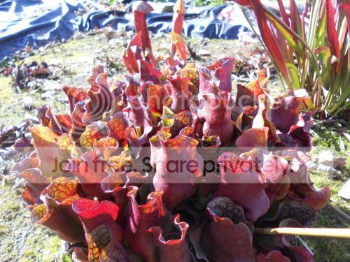 Spurpurea_11-1-11.jpg