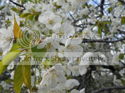 wildcherries02_5-7-11.jpg