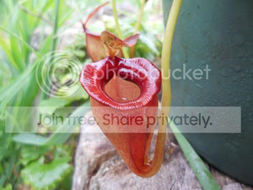 Njacq_7-28-11.jpg