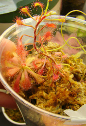 Drosera_stem_cuttings_thumb.JPG