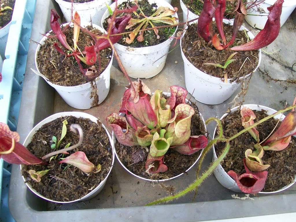 plantshow2.jpg