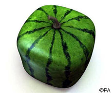 melonPA_228x192.jpg