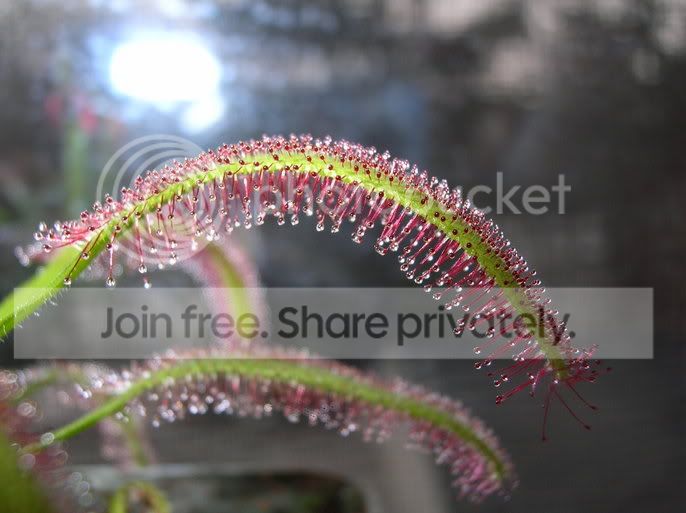 narrow_leaf2.jpg
