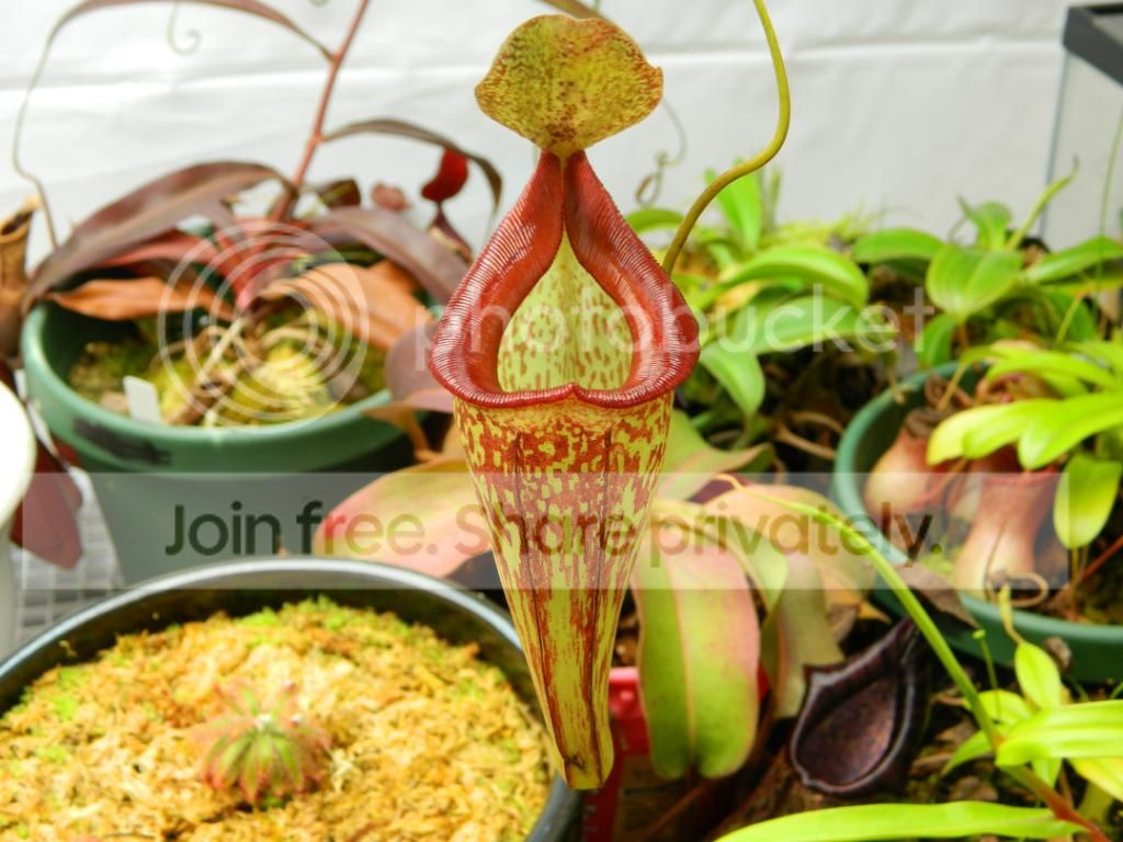 DSCN1593.jpg