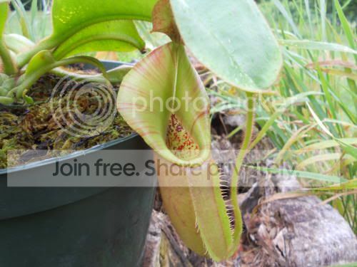 Nveitchii_7-28-11.jpg
