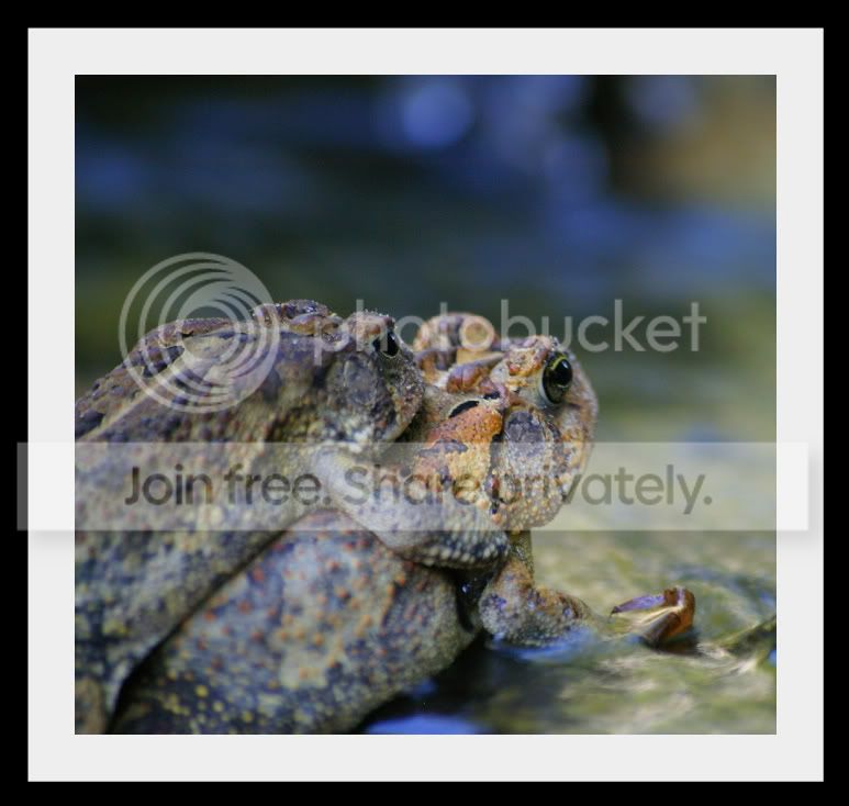 toads4.jpg
