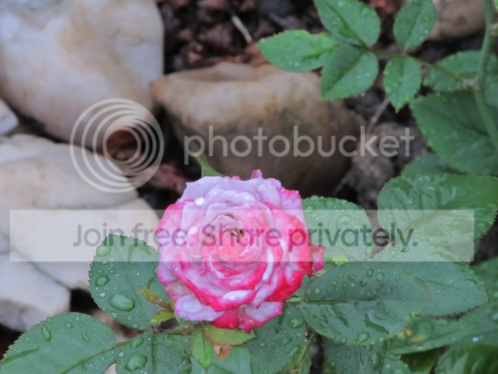 IMG_4312.jpg