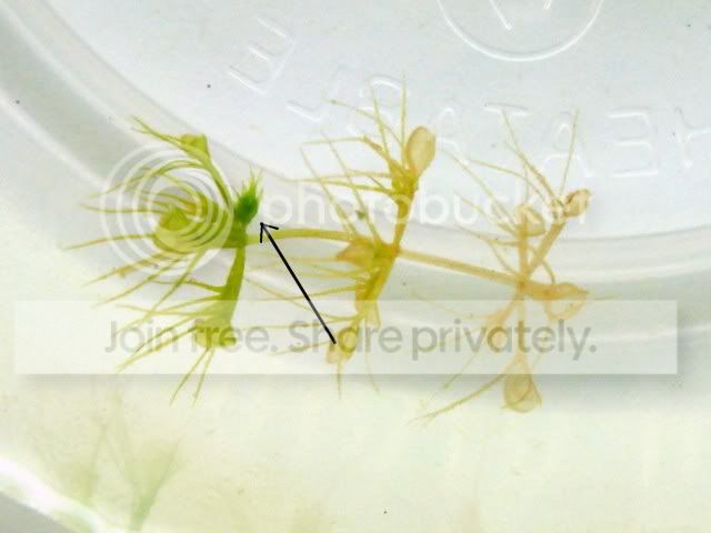 aldrovanda_cutting4.jpg