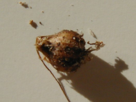 medusinae.JPG
