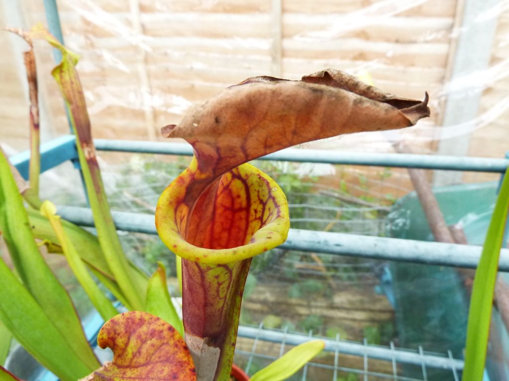 flowerstalkvft12102012021.jpg