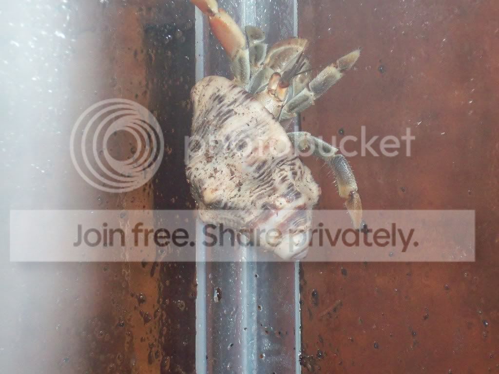 hermitcrabs041.jpg