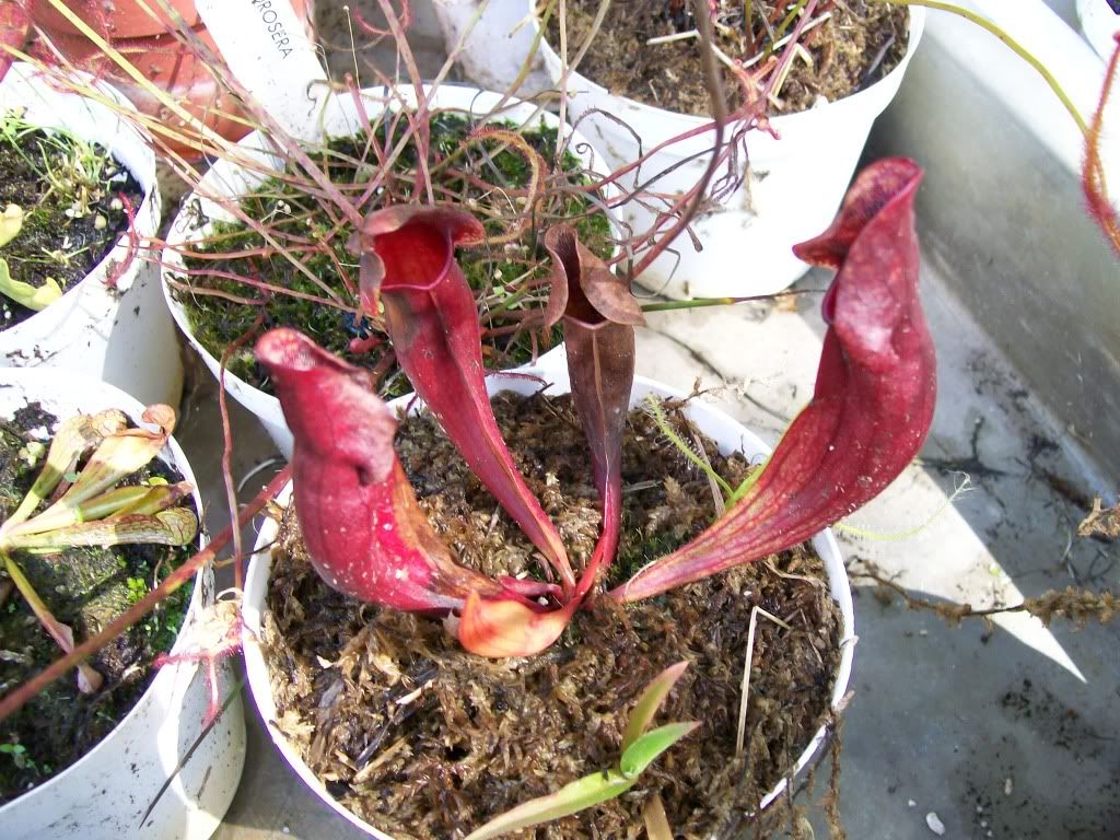 plantshow6.jpg