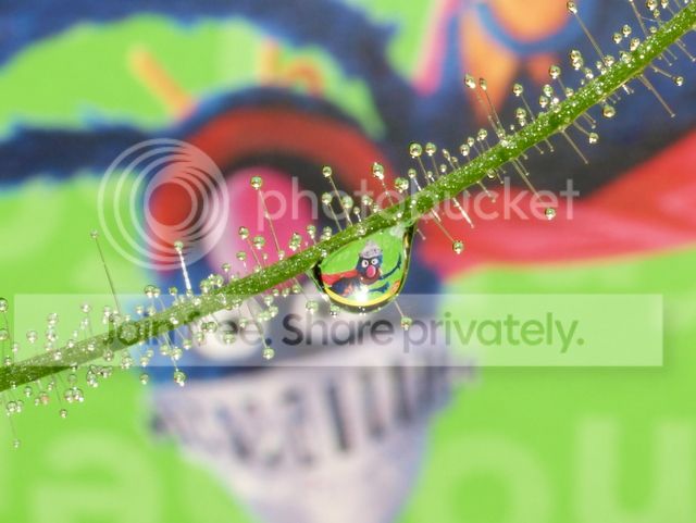 byblis_guehoi_dewdrops7_010912.jpg