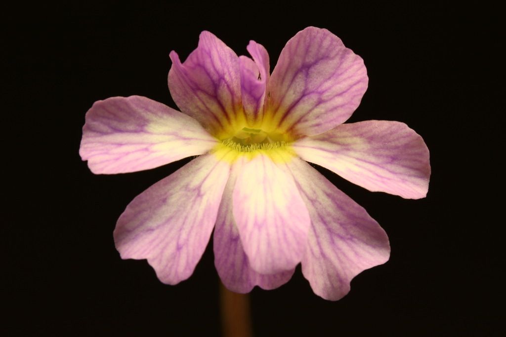 IMG_6521_zpsyiihdvzc.jpg