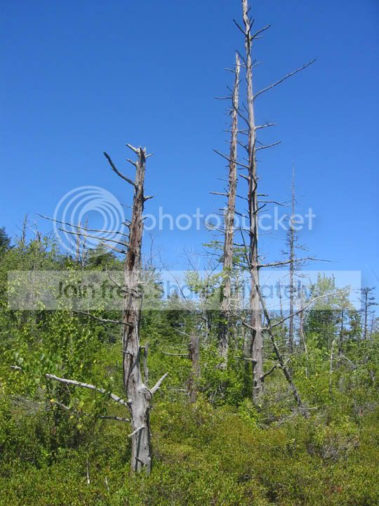 3Trees.jpg